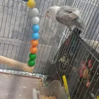 کوتوله|پرنده|یزد, |دیوار