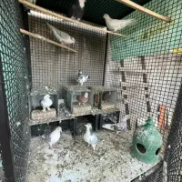 تعدادی کبوتر