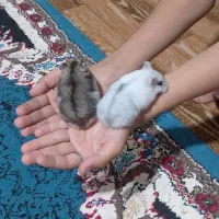 همسترمعاوضه|موش و خرگوش|میناب, |دیوار