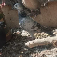 ماده بزک|پرنده|مرودشت, ژیان|دیوار