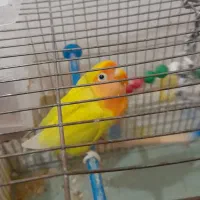 طوطی برزیلی|پرنده|سقز, |دیوار