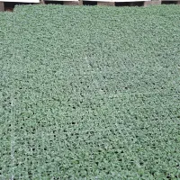 نشا گوجه بدرو