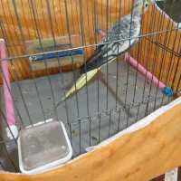 عروس|پرنده|شوشتر, |دیوار