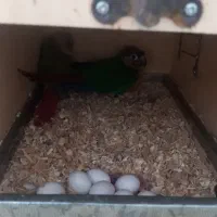 گرینچیک و عروس هلندی وقفس