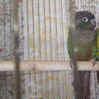 گرینچیک نروماده