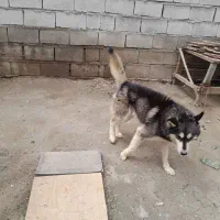 سگ هاسکی .فقط فقط یک تومن