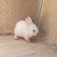 خرگوش