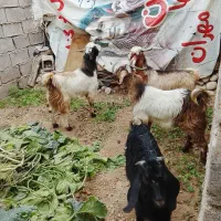 چپش مس چهارتا نر|حیوانات مزرعه|اندیمشک, |دیوار