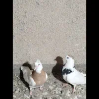 جفت طوقی کاکل معاوظه|پرنده|سراوان, |دیوار