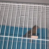 عروس سخنگو و قناری مست