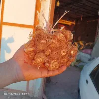 پیاز زعفران (تربت‌ حیدریه) کم خاک  (با امکان ارسال|خوردنی و آشامیدنی|تربت‌حیدریه, بهزیستی|دیوار