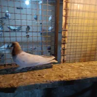 کبوتر دو عدد طوقی دو عدد سورر هما|پرنده|مشکین‌دشت, |دیوار