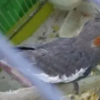 طوطی سالم جوجه|پرنده|رشت, یخسازی|دیوار