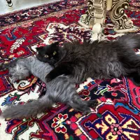 پیشی|گربه|تبریز, |دیوار