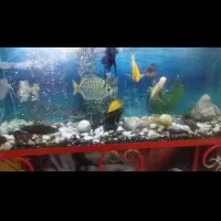 آکواریم  فروشی|ماهی|قمصر, |دیوار