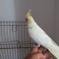 انگشتر نقره|بدلیجات|صفادشت, |دیوار