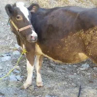 گاو‌اول‌شکم|حیوانات مزرعه|سروآباد, |دیوار