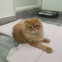 واگذاری اسکاتیش ۱ساله ماده