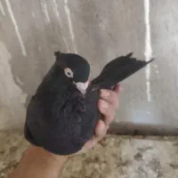 قیل وسرخ|پرنده|شهرضا, |دیوار