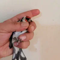 سهره پایزه قد قواره دار  رخ عالی