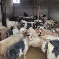 فروش کهره نر