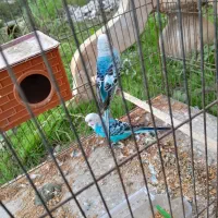 یک جفت مرغ عشق|پرنده|رشت, بلوار گیلان|دیوار