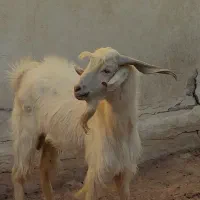 کهره نر و پازن