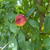 باغچه|فروش زمین و ملک کلنگی|صباشهر, |دیوار