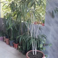 بنجامین آمستل
