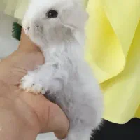 خرگوش های مینی لوپ عروسکی|موش و خرگوش|مشهد, چهاربرج|دیوار