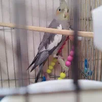 عروس هلندی|پرنده|کرمانشاه, |دیوار