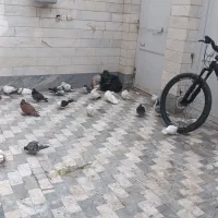 کبوتر یک جایی دونه ۲۰۰ کبوتر طوقی رواعب پلاس و....