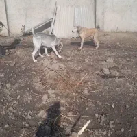 ۱۷ ماهه خراسانی