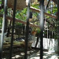 دو عدد عروس هلندی|پرنده|کلارآباد, |دیوار