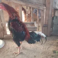 فروش مرغ وخروس لاری ترک