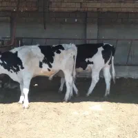 تخت و جوانه فروشی