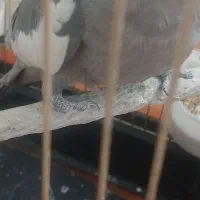 عروس هلندی|پرنده|قم, کلهری|دیوار