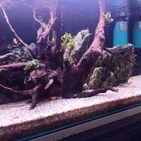 ماهی آکواریومی