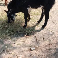 فروش تروشت|حیوانات مزرعه|نیک شهر, |دیوار