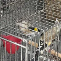 ‌۲تاجوجه سهره