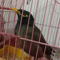 مرغ مینا درشت