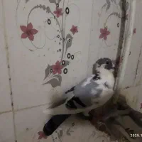 فروش 3عدد پلنگ کرمانی|پرنده|سراوان, |دیوار