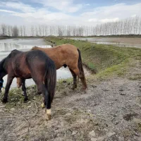 یه اسب پیدا شده