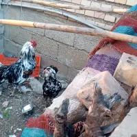 یک جفت مرغ و خروس گلین