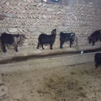 بزغاله جوان