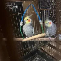 دو عدد عروس دستی معاوضه با گرینچیک