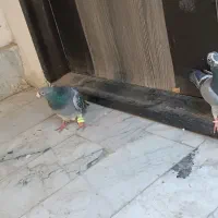 کفتر صید|پرنده|مشهد, نوید|دیوار