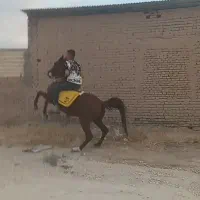 اسب|اسب و تجهیزات اسبسواری|کبودرآهنگ, |دیوار