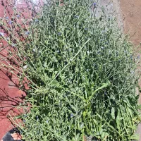 گلاب دوآتیشه و عرقیات خانگی وآبغوره عسگری|خوردنی و آشامیدنی|تربتحیدریه, ۴۵ متری|دیوار