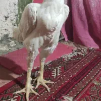 خروس لاری|حیوانات مزرعه|خان ببین, |دیوار